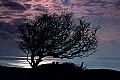 'Tree near Seatown, Dorset' - click here to see an enlargement of this landscape photograph