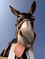 click here to see an enlargement of this commercial photograph