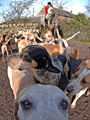 click here to see an enlargement of this commercial photograph