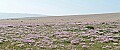 'Chesil Beach - thrift' - click here to see an enlargement of this landscape photograph