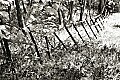 'Thorncombe Woods (B&W)' - click here to see an enlargement of this landscape photograph