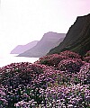 'Thrift at Eype, Dorset' - click here to see an enlargement of this landscape photograph