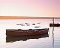 'Swans at Moonfleet, Chesil Beach' - click here to see an enlargement of this landscape photograph