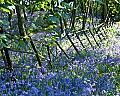 'Thorncombe Woods, Dorset' - click here to see an enlargement of this landscape photograph