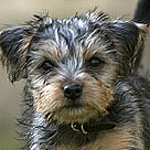 click here to see an enlargement of this portrait photograph
