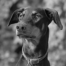 click here to see an enlargement of this portrait photograph