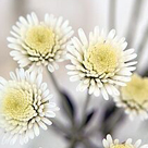 click here to see an enlargement of this photograph